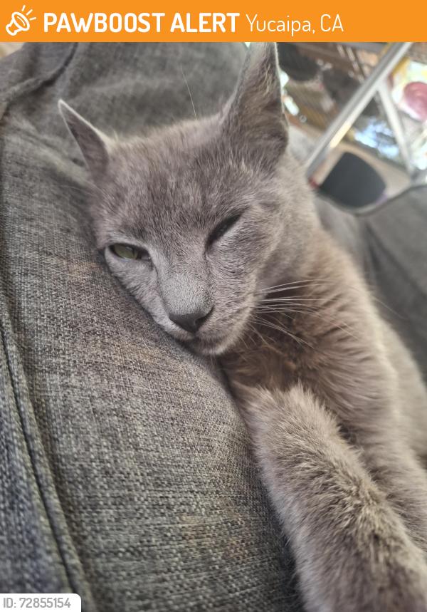 Found/Stray Male Cat last seen Date st, Yucaipa, CA 92399