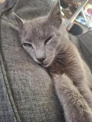 Found/Stray Male Cat last seen Date st, Yucaipa, CA 92399