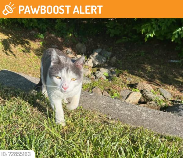 Found/Stray Unknown Cat last seen Bayfront Place and Bayfront Way, Chesterfield County, VA 23112