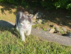 Found/Stray Unknown Cat last seen Bayfront Place and Bayfront Way, Chesterfield County, VA 23112