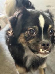 Found/Stray Unknown Dog last seen Centinela and Jefferson Blvd, Culver City, CA 90034