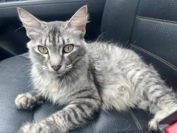 Found/Stray Unknown Cat last seen Mason rd , Cypress, TX 77433