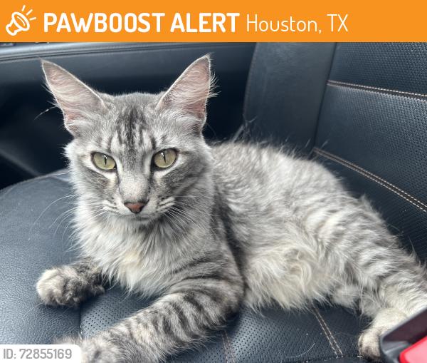 Found/Stray Unknown Cat last seen Mason rd , Cypress, TX 77433