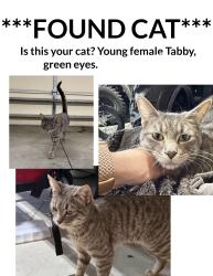 Found/Stray Female Cat last seen Golden valley rd and hidden lakes pkwy, Minneapolis, MN 55422