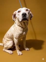 Shelter Stray Male Dog last seen Near BLOCK INDIA AVE, Jacksonville, FL 32204