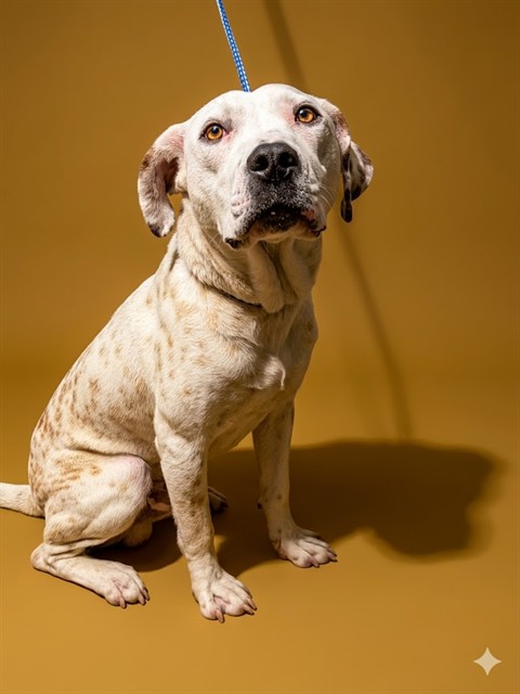 Shelter Stray Male Dog last seen Near BLOCK INDIA AVE, Jacksonville, FL 32204