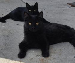 Lost Male Cat last seen sawmill heights, Truckee, CA 96161