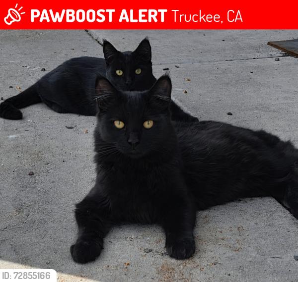 Lost Male Cat last seen sawmill heights, Truckee, CA 96161