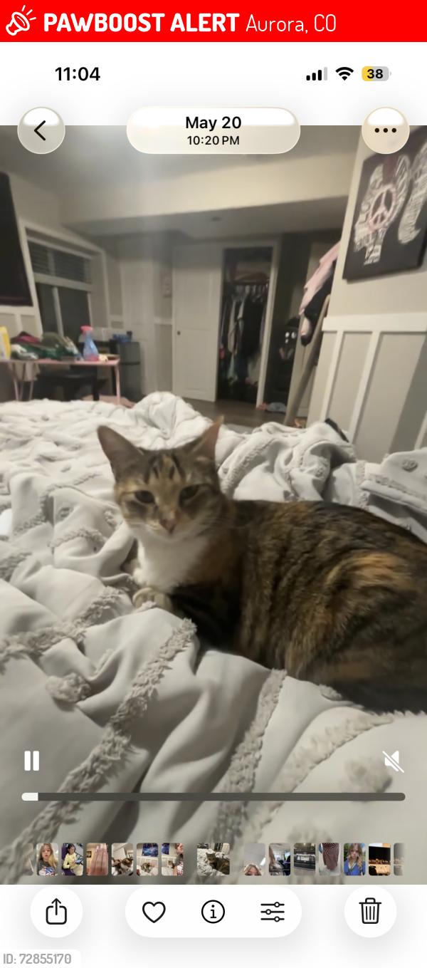 Lost Female Cat last seen quincy ave and tower rd, Aurora, CO 80011