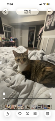 Lost Female Cat last seen quincy ave and tower rd, Aurora, CO 80011
