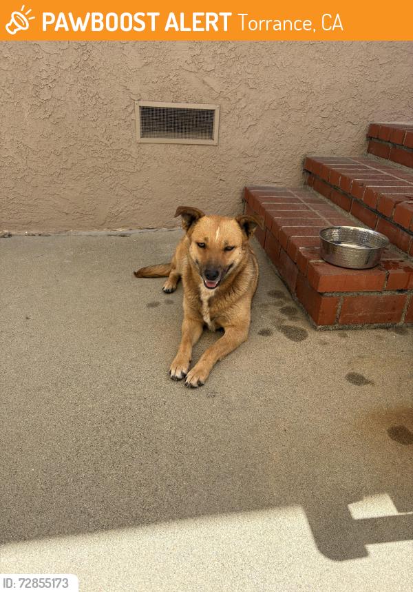 Found/Stray Female Dog last seen Artesia/Casmir, Torrance, CA 90503