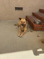 Found/Stray Female Dog last seen Artesia/Casmir, Torrance, CA 90503