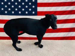 Shelter Stray Female Dog last seen Near BLOCK ST & 152 ST, Doral, FL 33122