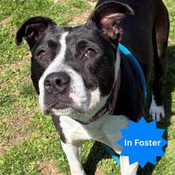 Shelter Stray Female Dog last seen Near , Indianapolis, IN 46221