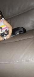 Lost Female Dog last seen 69th Ave and Vineyard, Phoenix, AZ 85339