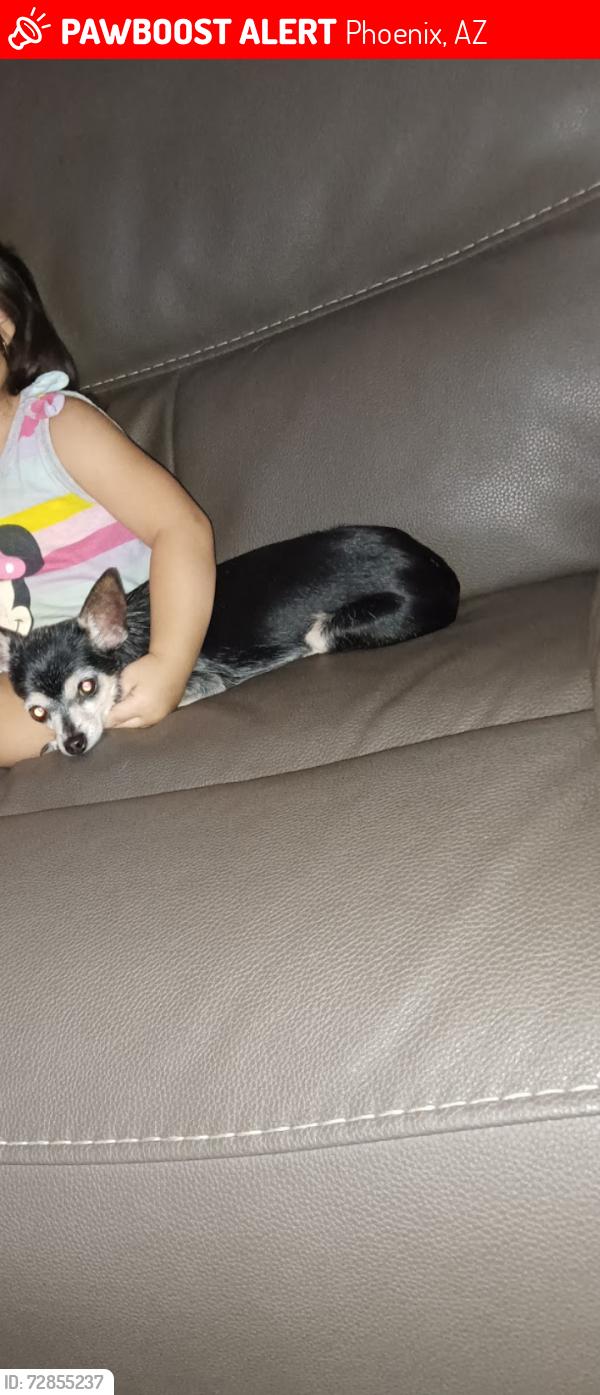Lost Female Dog last seen 69th Ave and Vineyard, Phoenix, AZ 85339