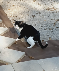 Lost Male Cat last seen Noland Rd and Little Blue Rd , Kansas City, MO 64139