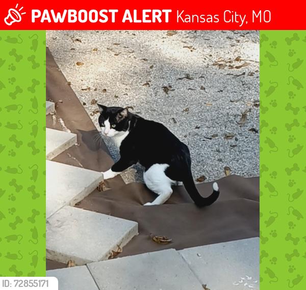 Lost Male Cat last seen Noland Rd and Little Blue Rd , Kansas City, MO 64139