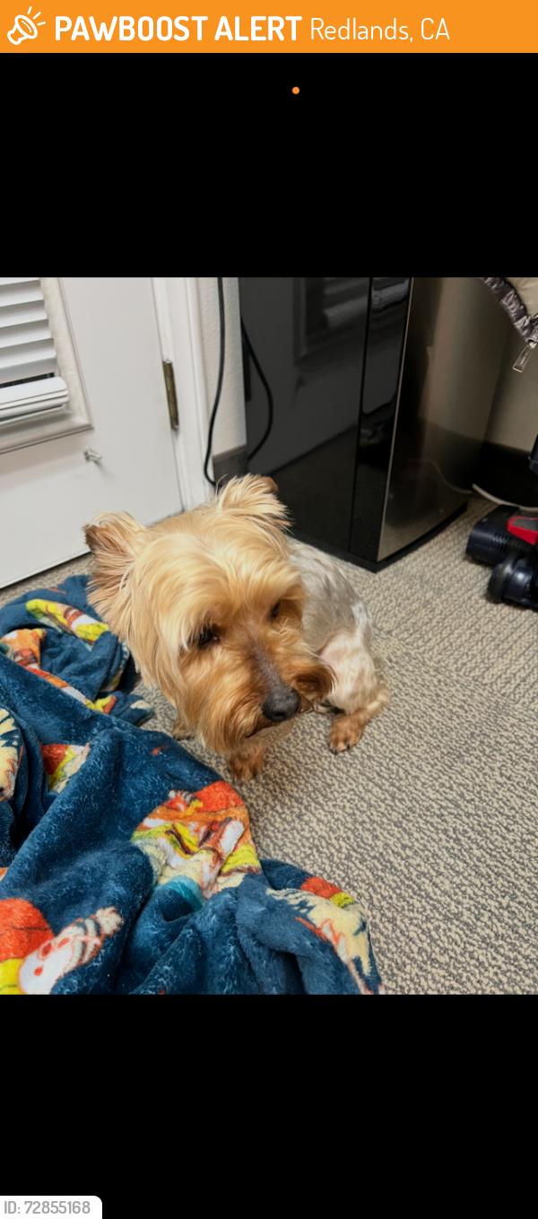 Found/Stray Male Dog last seen Near East Cypress, Redlands, CA 92373