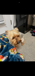 Found/Stray Male Dog last seen Near East Cypress, Redlands, CA 92373