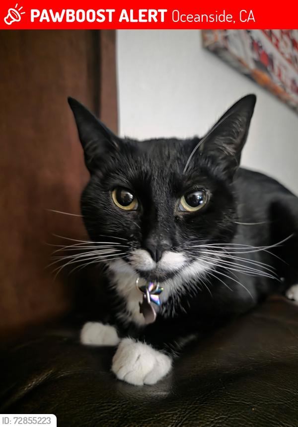 Lost Female Cat last seen College , Oceanside, CA 92057