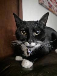 Lost Female Cat last seen College , Oceanside, CA 92057