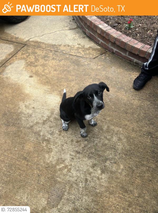 Found/Stray Male Dog last seen Near goffin dr, DeSoto, TX 75115