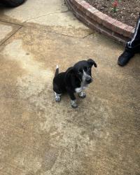 Found/Stray Male Dog last seen Near goffin dr, DeSoto, TX 75115