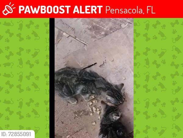 Lost Female Cat last seen main st, Pensacola, FL 32502