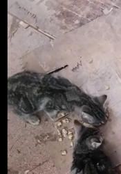 Lost Female Cat last seen main st, Pensacola, FL 32502