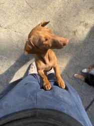 Lost Female Dog last seen Near west avenue f , Garland, TX 75040
