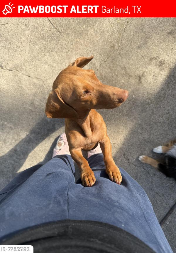 Lost Female Dog last seen Near west avenue f , Garland, TX 75040