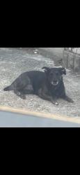Reunited Female Dog last seen Bothwell lane ub3, Greater London, England UB3