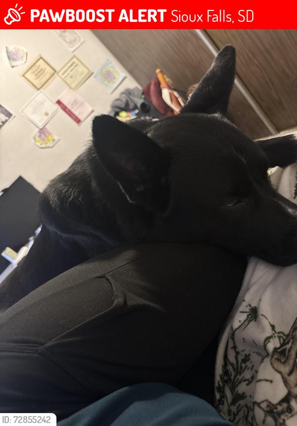 Lost Male Dog last seen Minnesota st, Sioux Falls, SD 57104