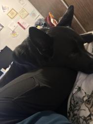 Lost Male Dog last seen Minnesota st, Sioux Falls, SD 57104