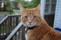 Lost Male Cat last seen Georgia Ave and Martintown Rd, North Augusta, SC 29841