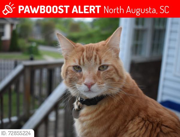 Lost Male Cat last seen Georgia Ave and Martintown Rd, North Augusta, SC 29841