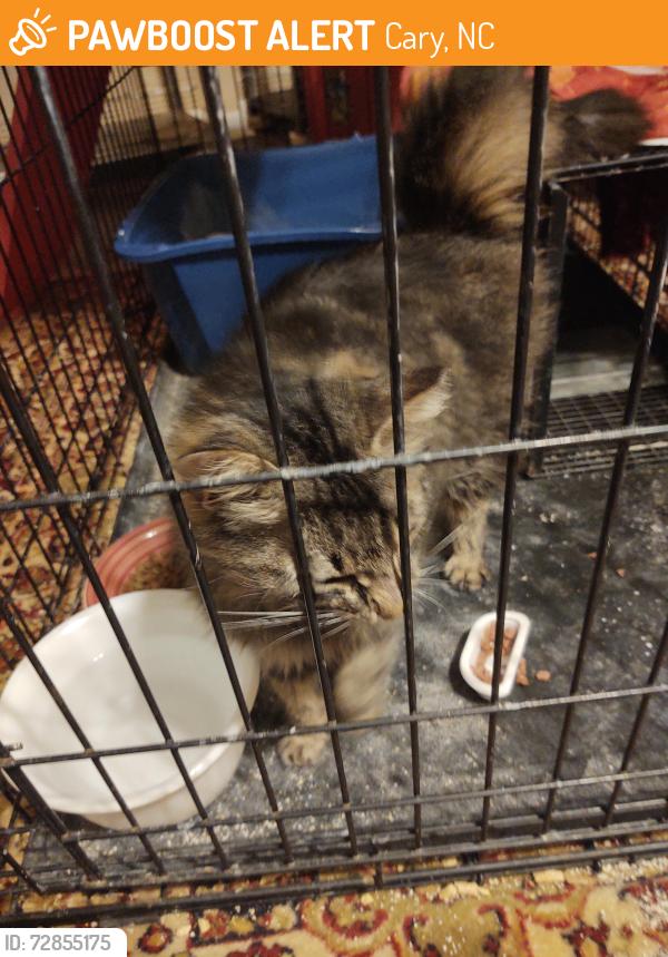Found/Stray Female Cat last seen Cary NC, Cary, NC 27511