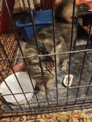 Found/Stray Female Cat last seen Cary NC, Cary, NC 27511