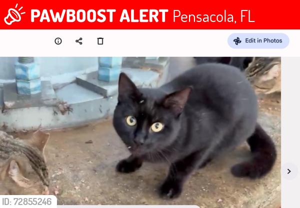 Lost Male Cat last seen main st, Pensacola, FL 32502