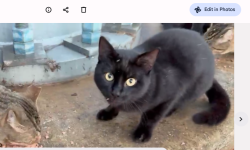 Lost Male Cat last seen main st, Pensacola, FL 32502