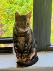Found/Stray Unknown Cat last seen C st and orchard st, New York, NY 10002