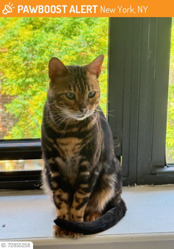 Found/Stray Unknown Cat last seen C st and orchard st, New York, NY 10002