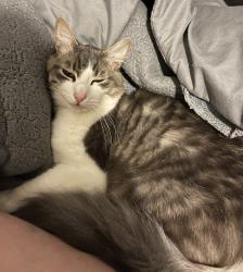 Lost Male Cat last seen SE Jeanette st, Gresham, OR 97080