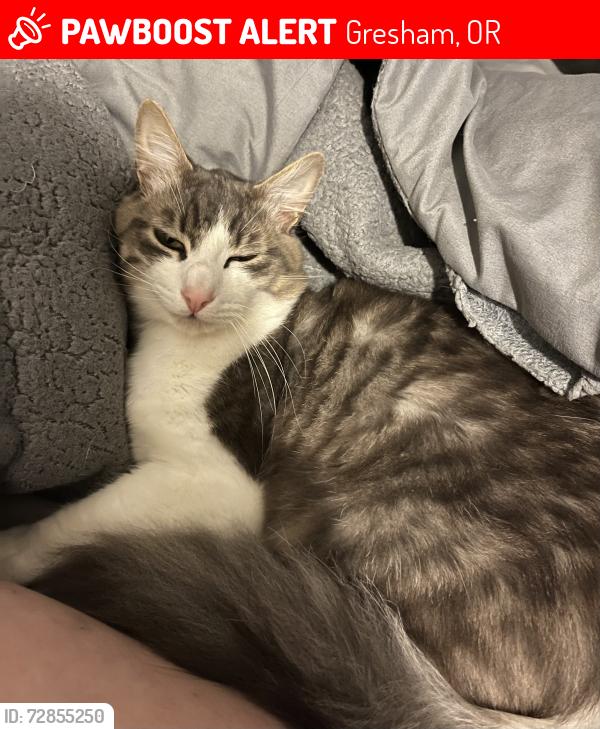 Lost Male Cat last seen SE Jeanette st, Gresham, OR 97080