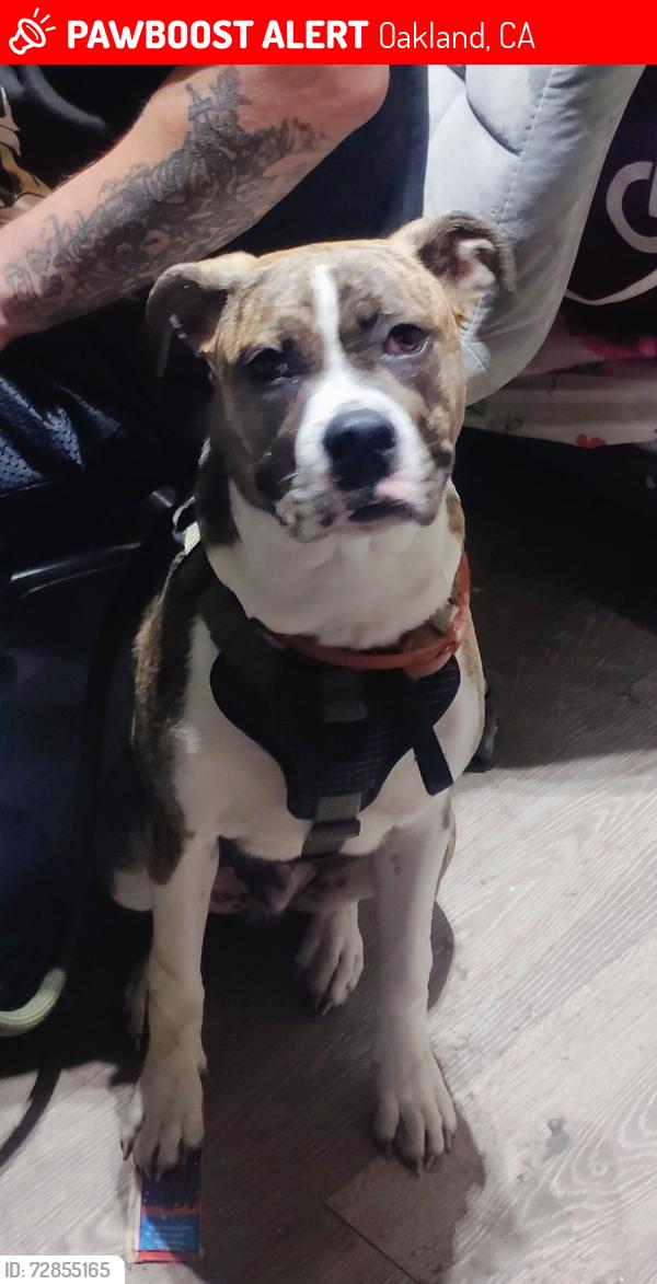 Lost Male Dog last seen Harris hotel, Oakland, CA 94605