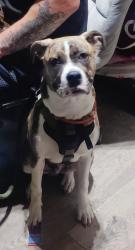 Lost Male Dog last seen Harris hotel, Oakland, CA 94605