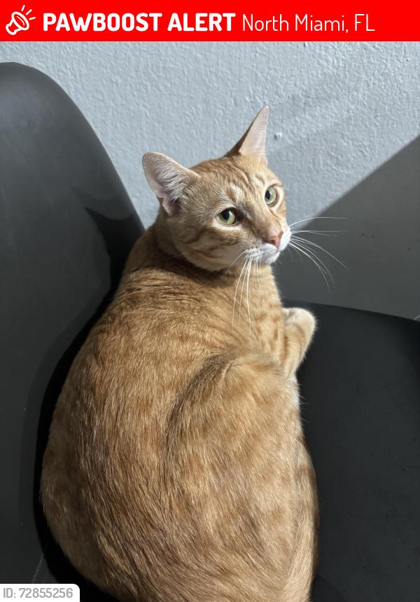 Lost Male Cat last seen Near sans souci blvd, North Miami, FL 33181