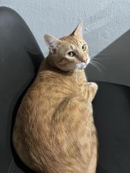 Lost Male Cat last seen Near sans souci blvd, North Miami, FL 33181