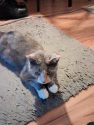 Found/Stray Female Cat last seen Allesandro , Moreno Valley, CA 92555
